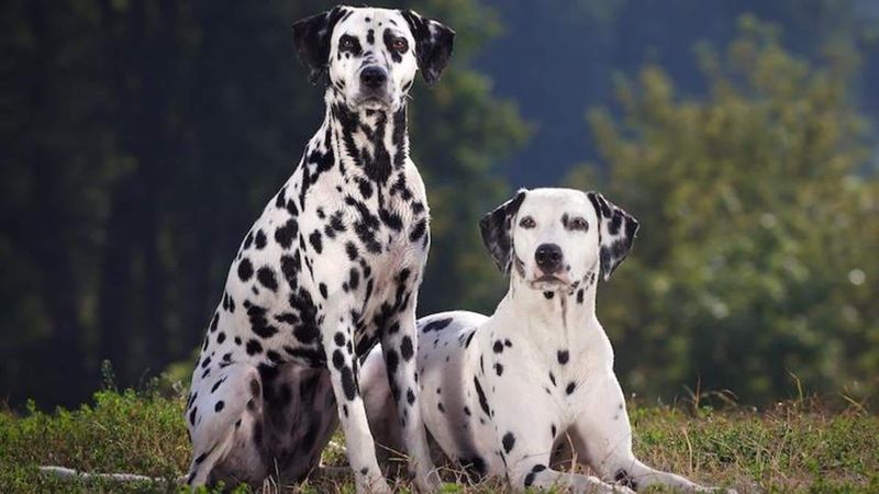 Energetic Dalmatians Aren't Like The Movies