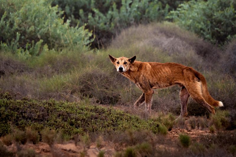 Dingo: Australia's Wild Canine