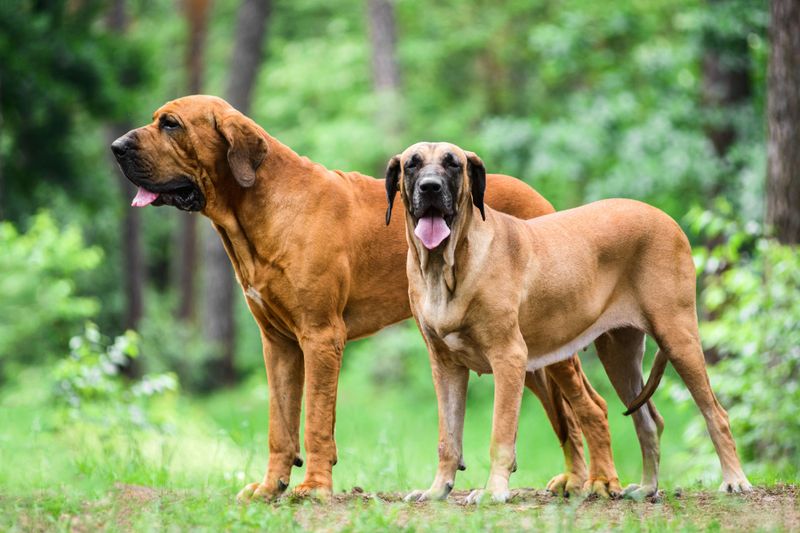 Fila Brasileiro: The Brazilian Tracking Hound