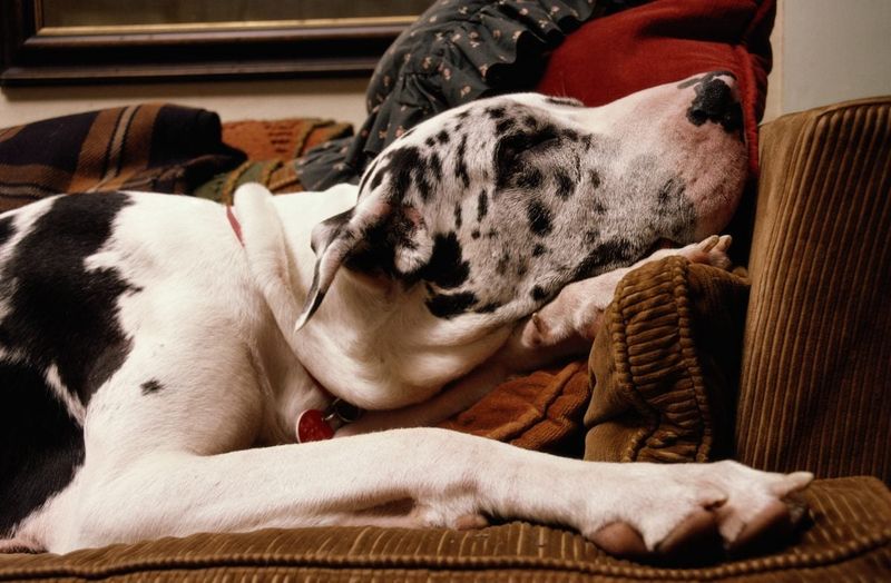 Great Dane Gentle Giants