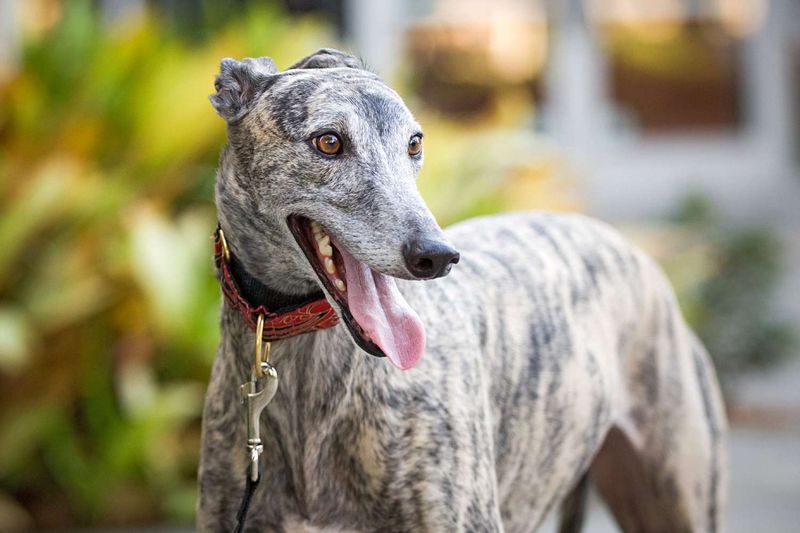 Greyhound – The Surprising Couch Potato