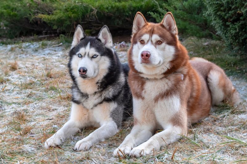 Siberian Husky