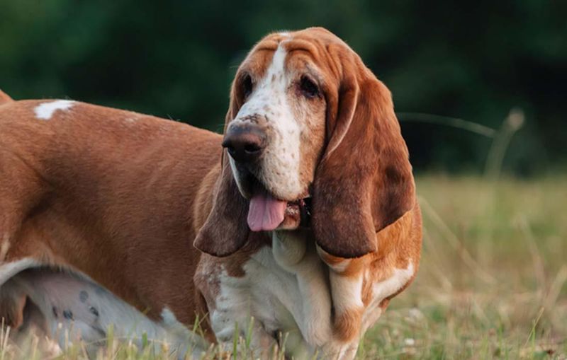 Basset Hound