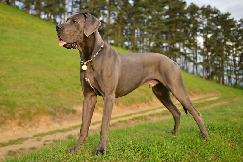 Great Dane: Gentle Giants With Gigantic Bills