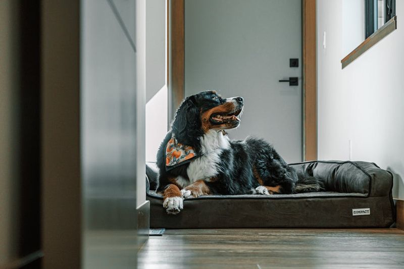 Bernese Mountain Dog: Gentle Giants Of Comfort