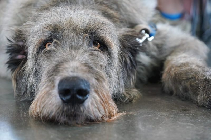 Scottish Deerhound: The Dignified Friend