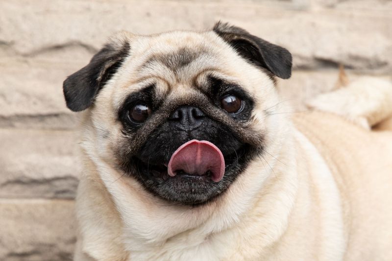 Pug: The Clownish Bodyguard