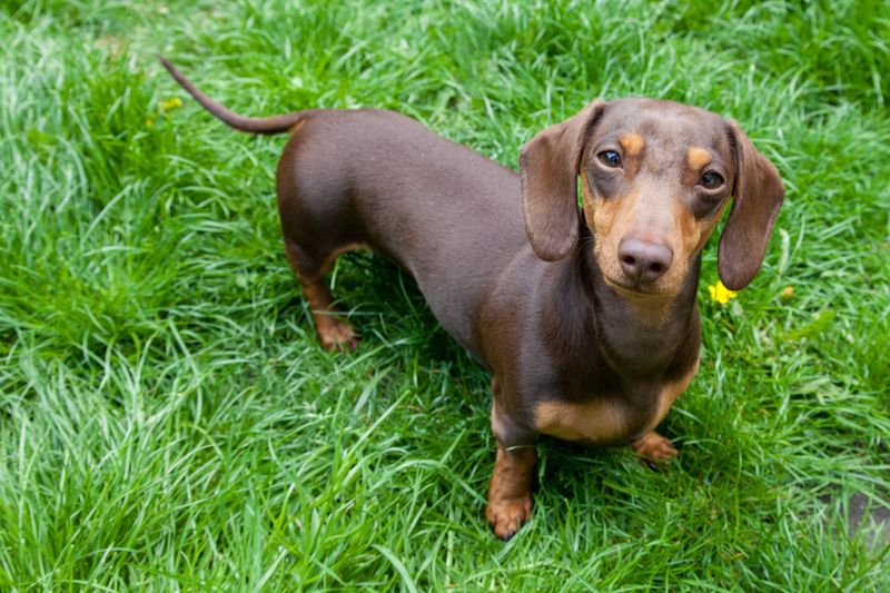 Dachshunds