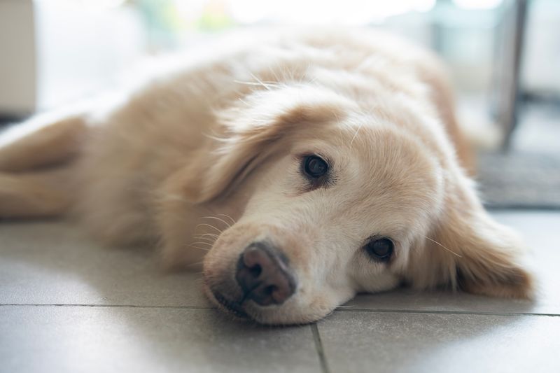 Golden Retrievers