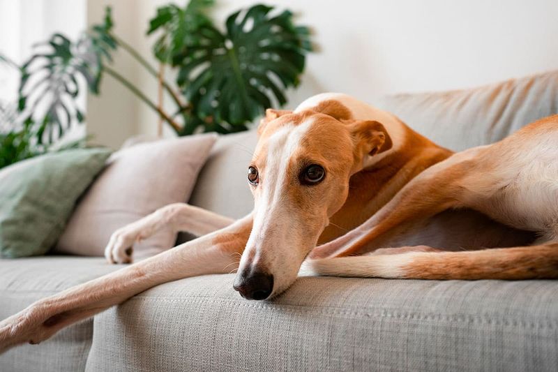 Greyhounds: Surprisingly Lazy Speedsters