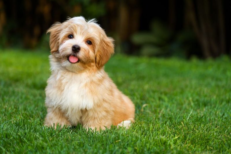 Shih Tzus: Royal Ground-Preservers