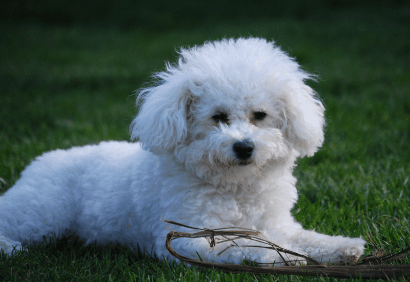 Bichon Frise: The Emotional Mirrors