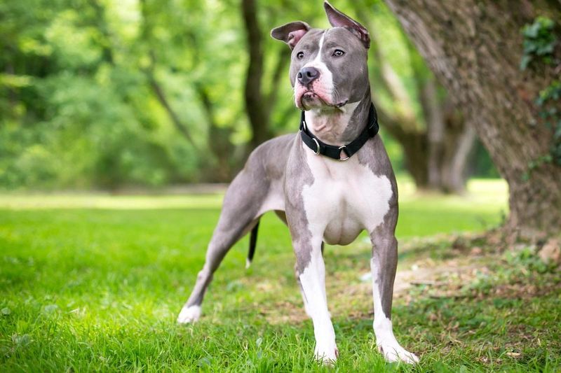 Pit Bulls: Misunderstood Softies