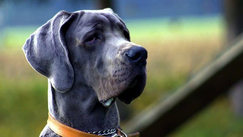 Great Danes: Gentle Giants With Healing Hearts