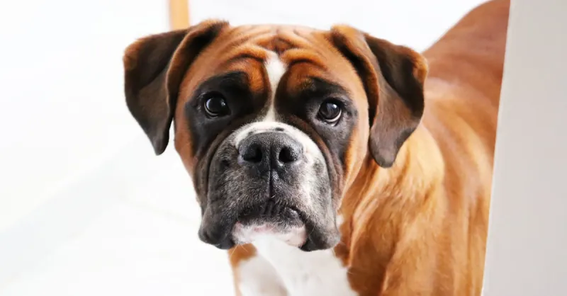 Boxers: The Clowns Who Love With Their Whole Body