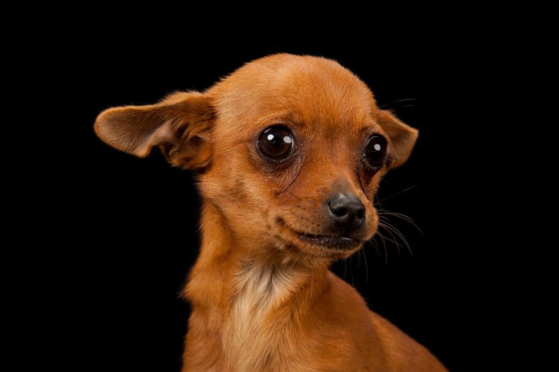 Chihuahuas: Tiny Bodies With Enormous Sound Anxiety