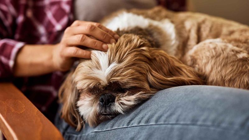 Shih Tzus: Lap Luxury Specialists