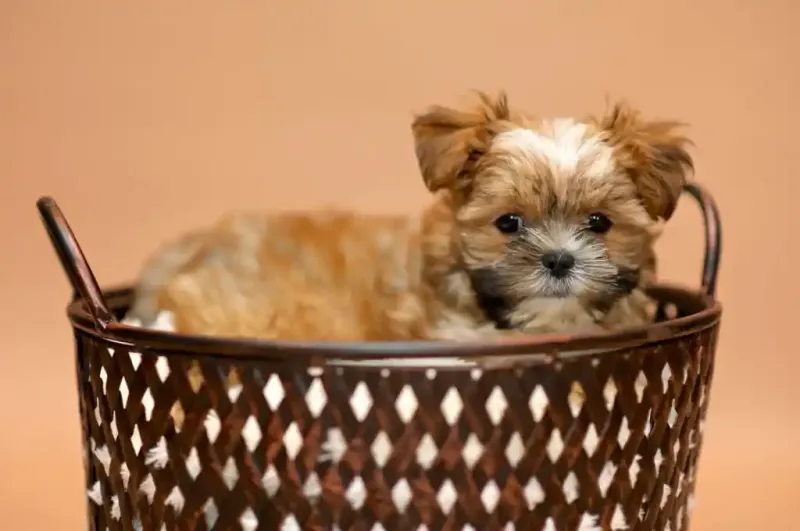 Shorkie: The Pocket-Sized Devotee