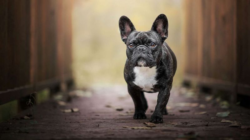 The French Bulldog Phenomenon