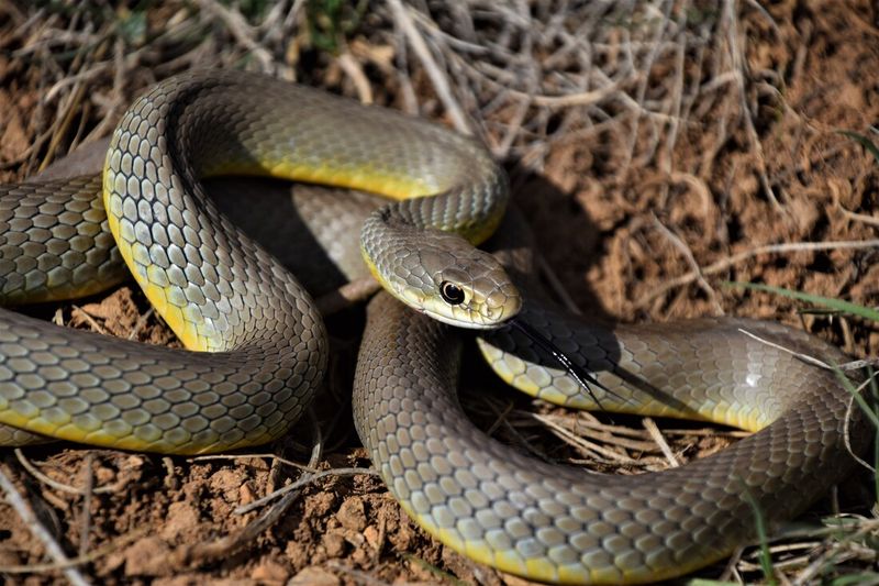 Grassland Gliders