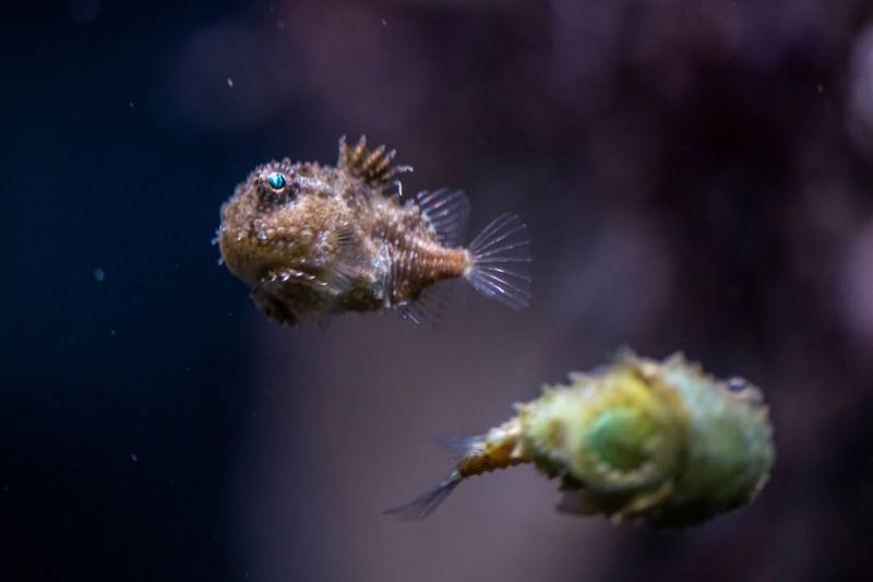 Aquarium Superstars Facing Wild Challenges