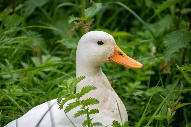 Pekin Duck: The Beginner's Best Friend