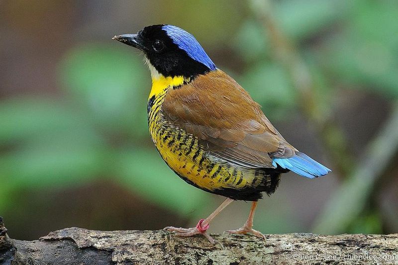 Gurney's Pitta – Southeast Asia's Rarest Songbird