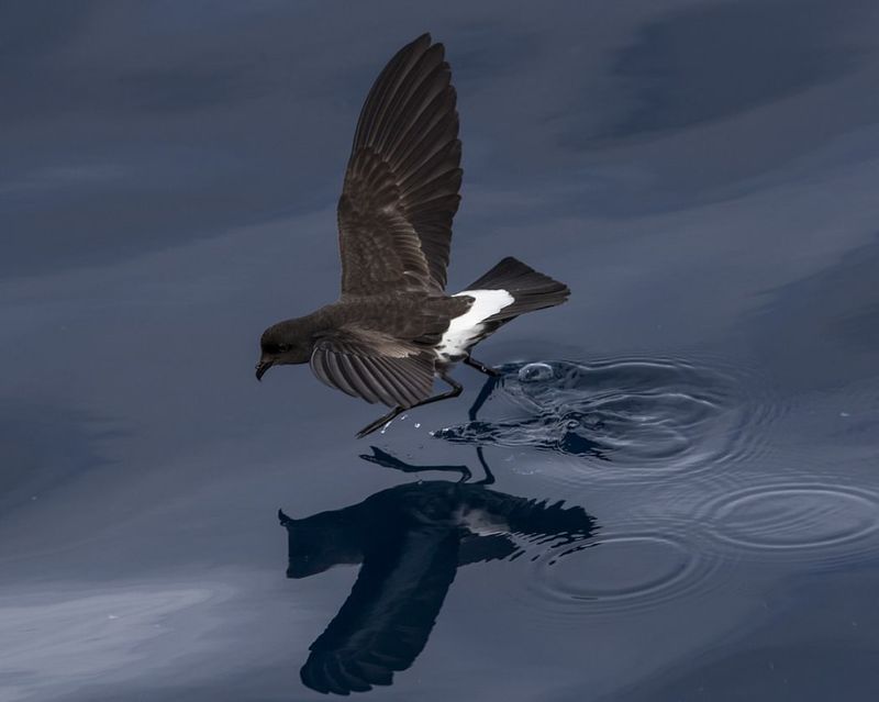New Zealand Storm Petrel: The Seabird That Returned