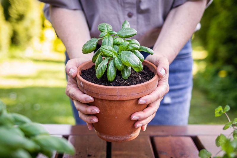 Basil Plants
