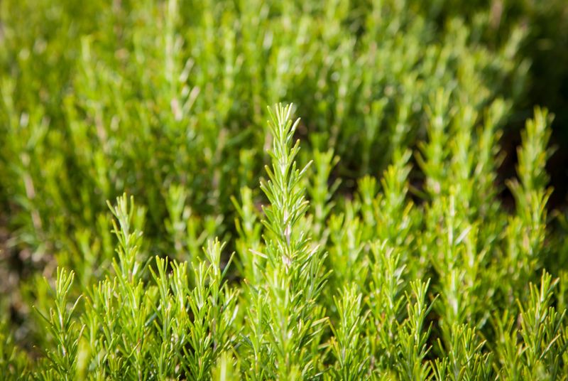 Rosemary's Aromatic Shield