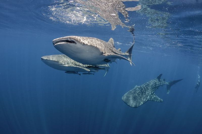 Belize Barrier Reef, Belize