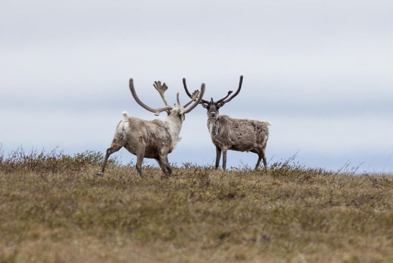 Teshekpuk Lake Caribou Herd