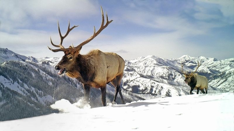 Bridger-Teton's Future Hangs In The Balance