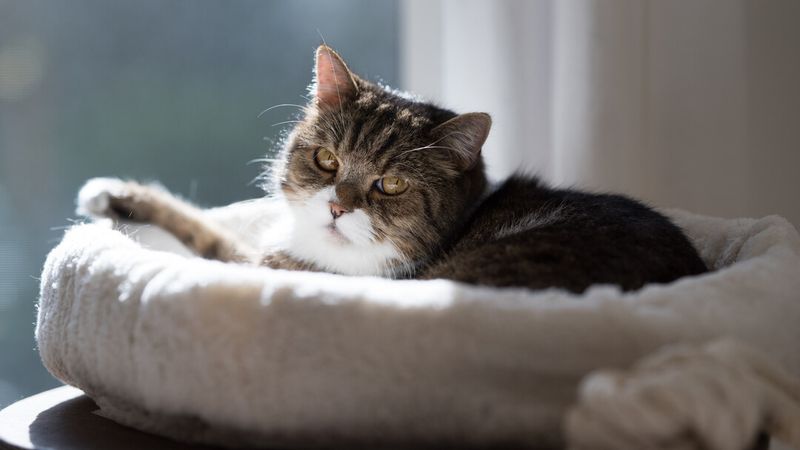 Feline Cognitive Dysfunction