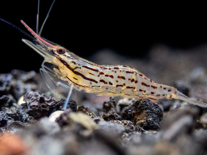 Giant Freshwater Prawn