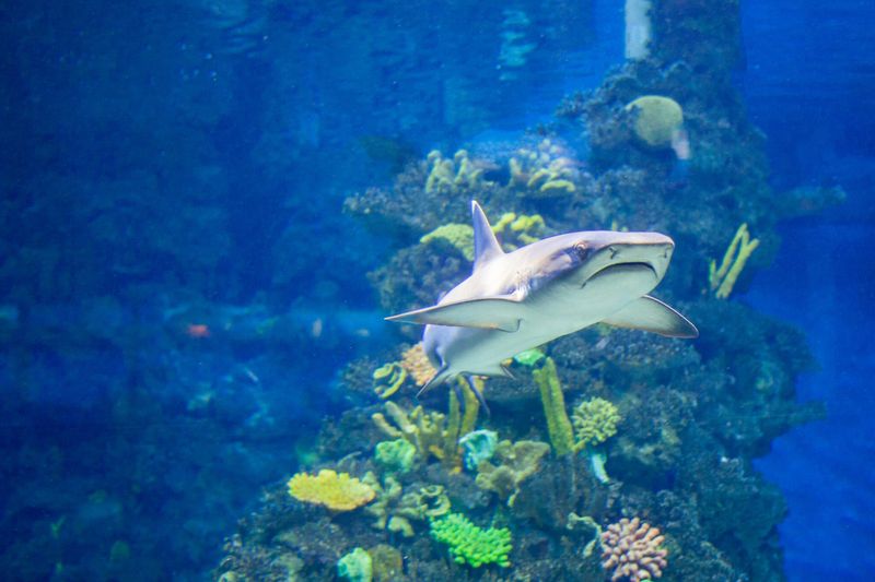 Sharks Play An Important Role In Marine Ecosystems