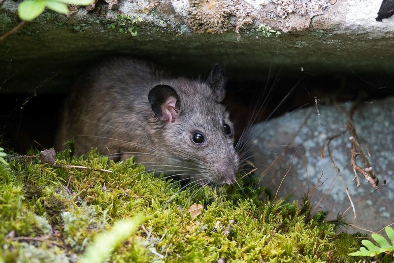 Allegheny Woodrat – The Mountain Packrat