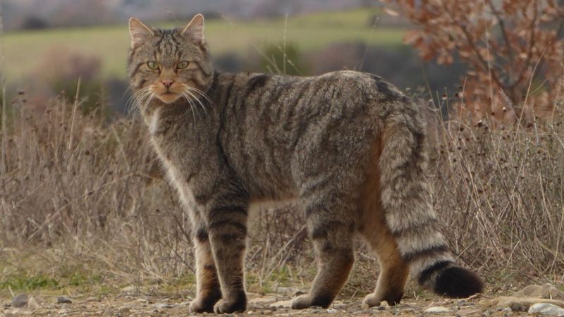 Sardinian Wildcat