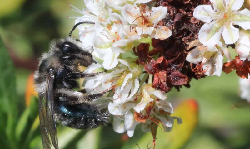 The Discovery Of Andrena Androfovea