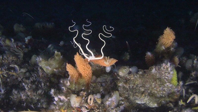 What These Findings Mean For Conservation Efforts In Antarctica