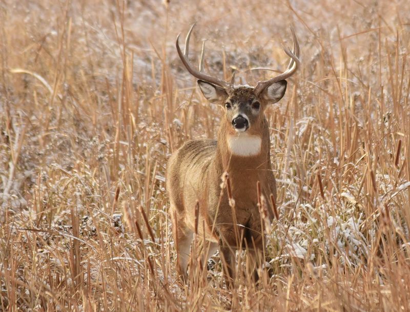 Expert Insights: Why Idaho's Deer Stand Out In The Record Books