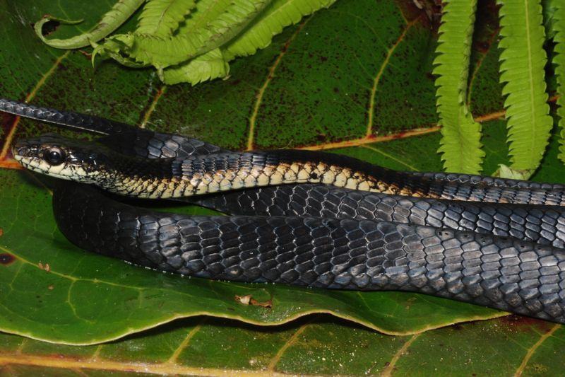 The Significance Of This Discovery For Herpetology