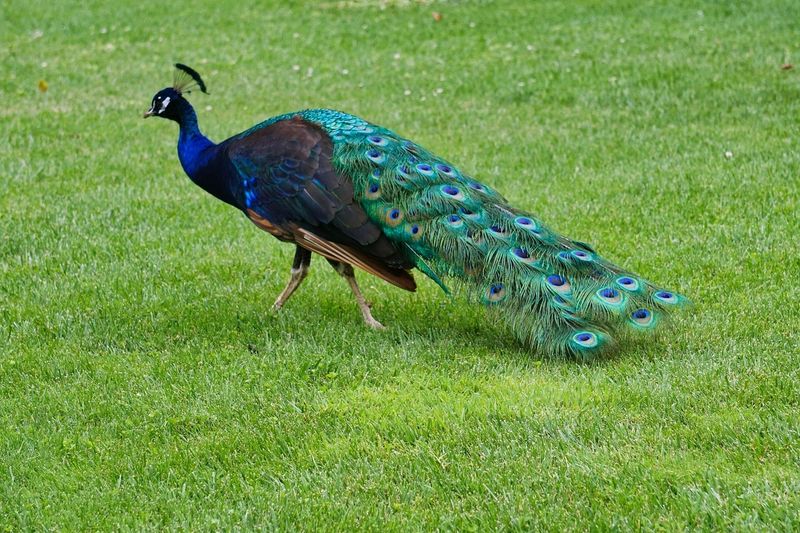 Demanding Divas: Peacocks