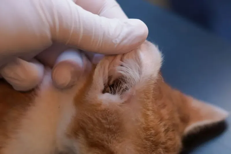 Ear Position Changes