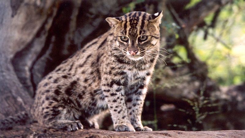 Understanding Migration And Dispersal In Wild Cats