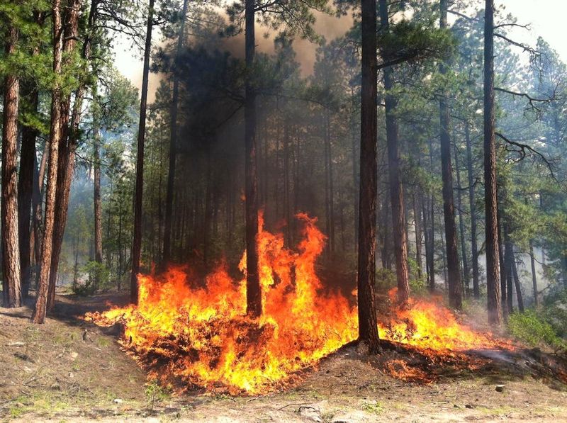 Changing Fire Patterns Alter Forest Ecosystems