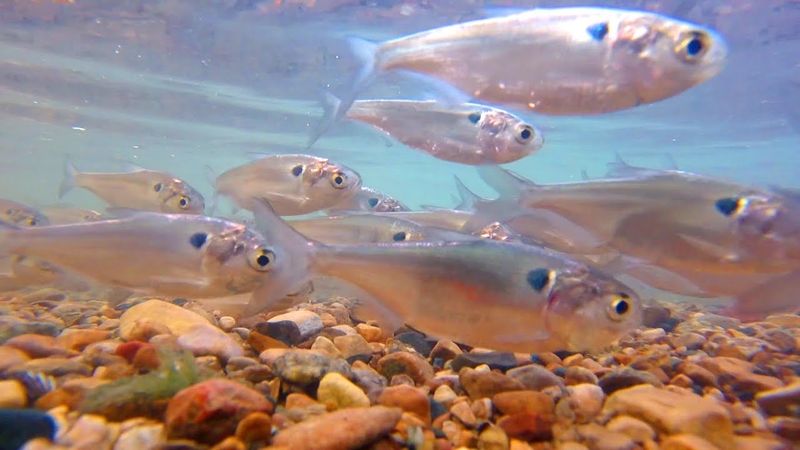 Gizzard Shad: Plankton Controllers