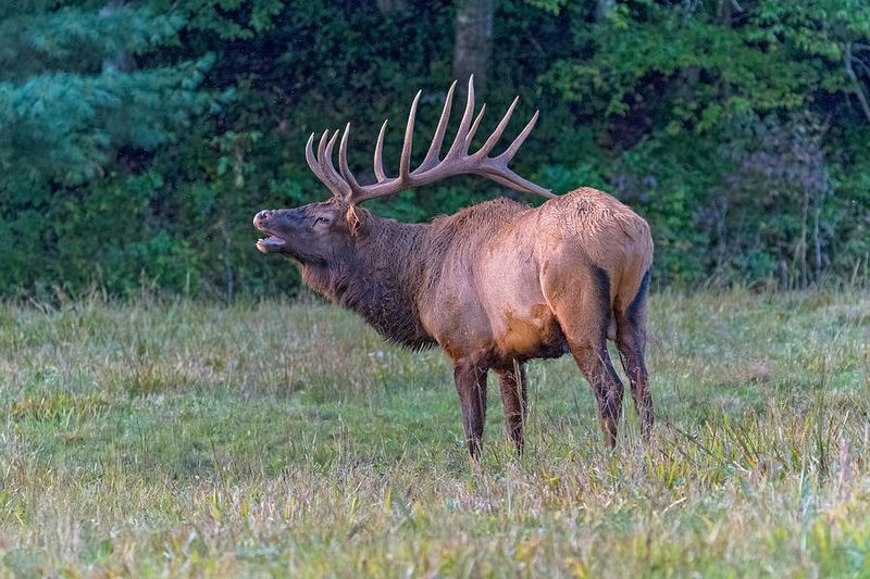Great Smoky Mountains' Unexpected Elk