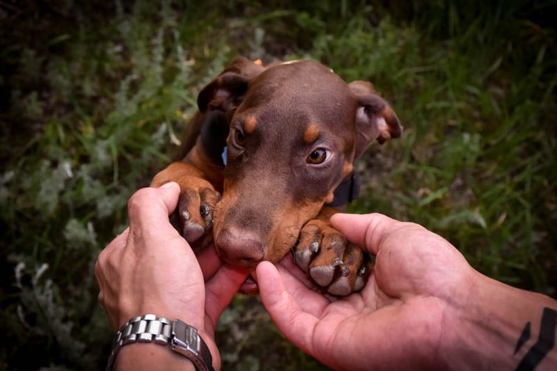 Handling The Mouthy Puppy Phase