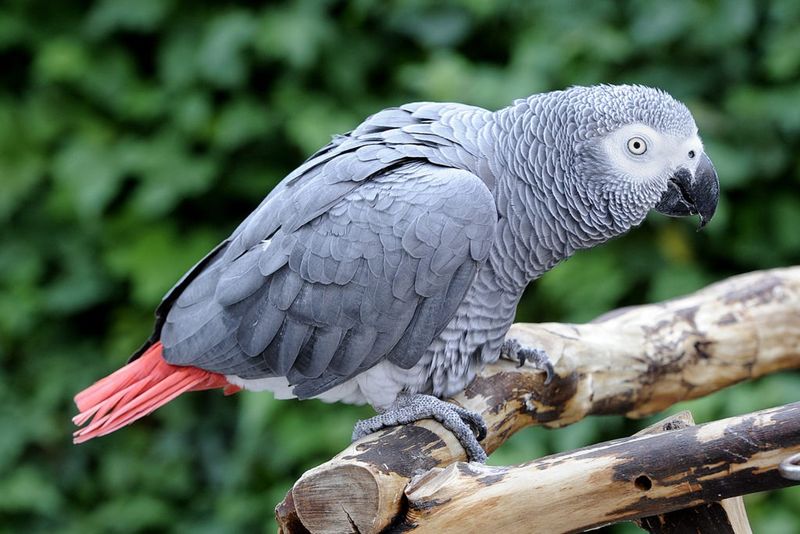 Talkative African Greys